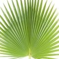 برگ نخل Palm Leaf